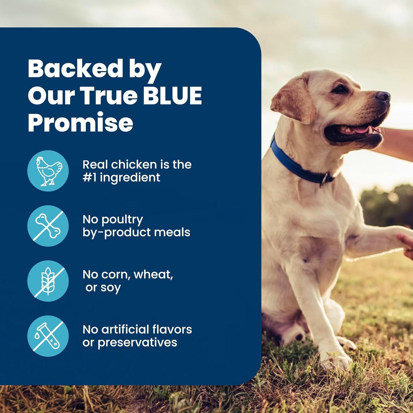 Blue Buffalo Senior Dog Food Chicken & Brown Rice – Elevated Everyday Dining with Veterinarian-Formulated Ingredients, 30 lb