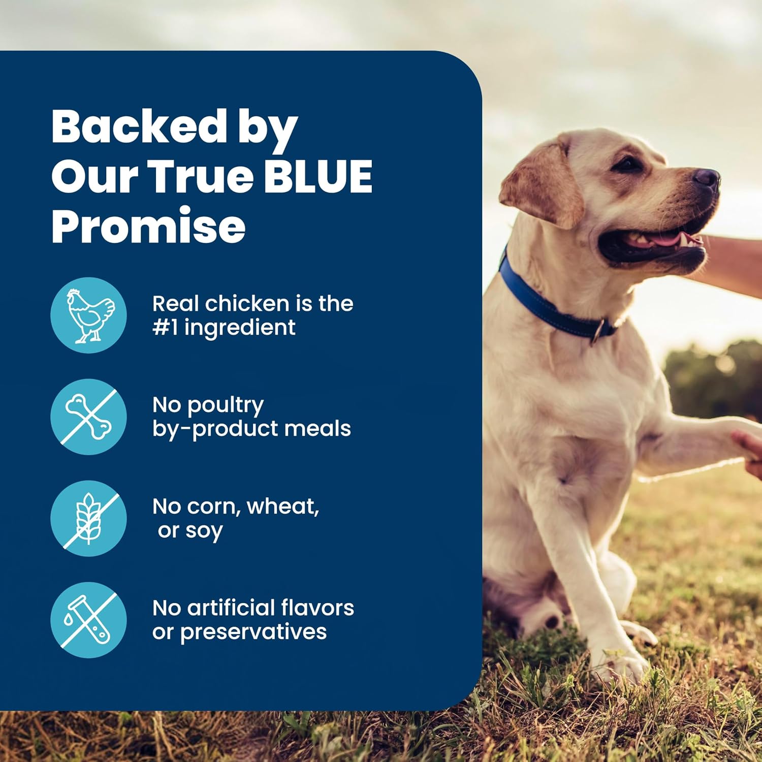 Blue Buffalo Senior Dog Food Chicken & Brown Rice – Elevated Everyday Dining with Veterinarian-Formulated Ingredients, 30 lb