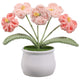 Forget-me-not-mini-pink