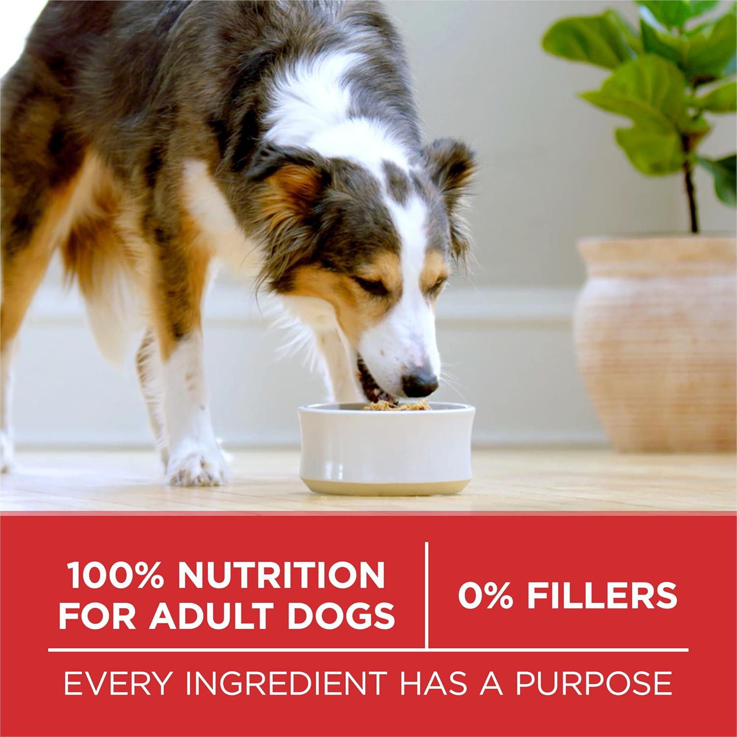 Purina ONE SmartBlend High-Protein Dog Food – Holiday Gift for Multi-Dog Households Needing Bulk Nutrition, 16.5 lb