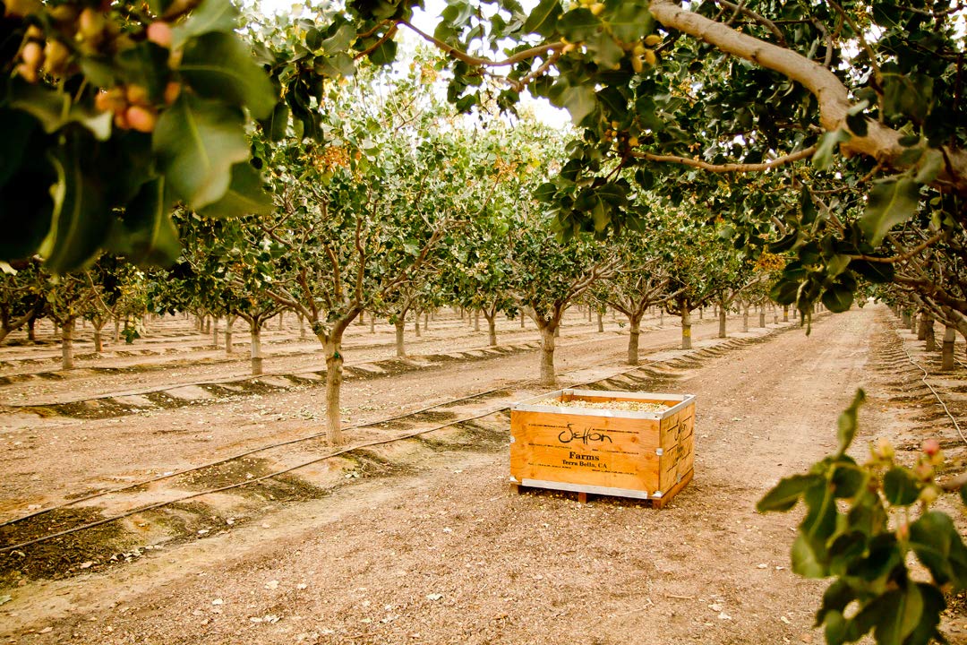 Setton Farms Trinidad Scorpion Dry Roasted Pistachios – Thoughtful Stocking Stuffer for the Friend Who Loves Hot Snacks