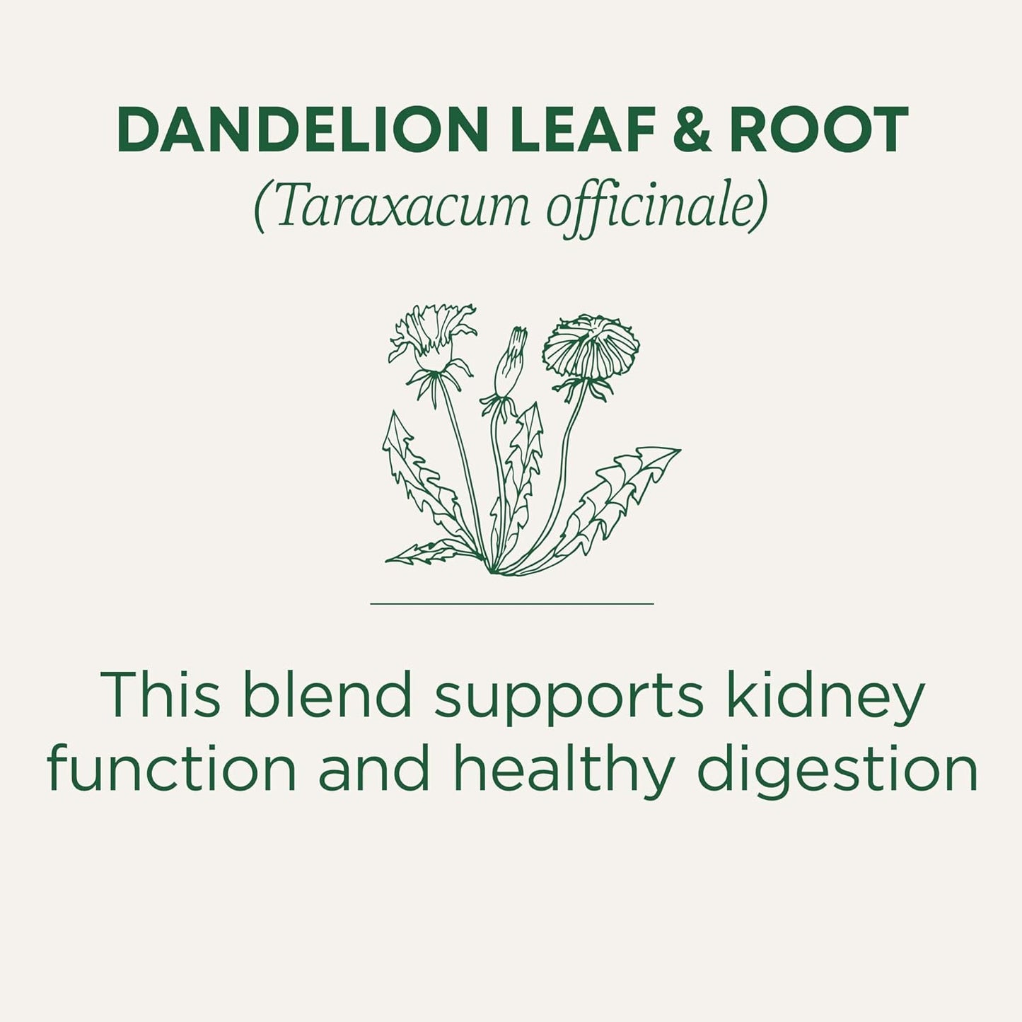 Traditional Medicinals Dandelion Herbal Tea – Plant-Based Evening Ritual for Holistic Wellness Enthusiasts